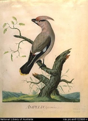 Bohemian Jay - Ampelis garrulus - свиристель